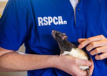 New figures from the RSPCA have shown that reports of animal cruelty on social media have risen by over a quarter so far this year