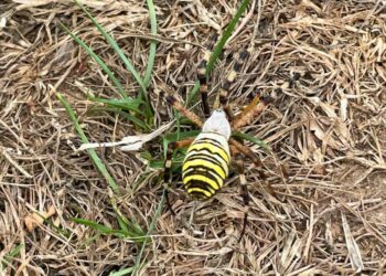 Wasp spiders have been seen in people's unmown lawns, on their cabbages, and sitting on their lavender. PIcture: WBC
