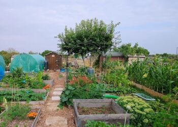 Ruth Wilson won this year's WATA Best Allotment Plot Competition. Picture: WATA