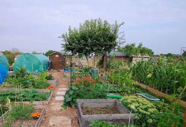 Ruth Wilson won this year's WATA Best Allotment Plot Competition. Picture: WATA