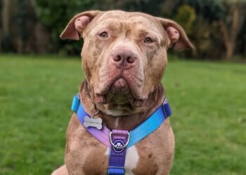 XL Bully Picture: RSPCA