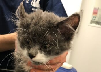 RSPCA