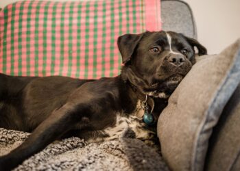 Dogs Trust