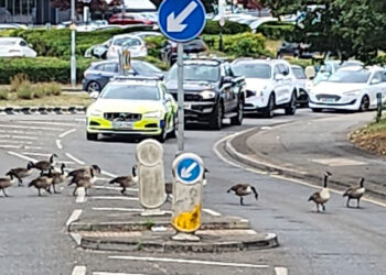 Police held traffic to protect the geese. Pic: Submitted.