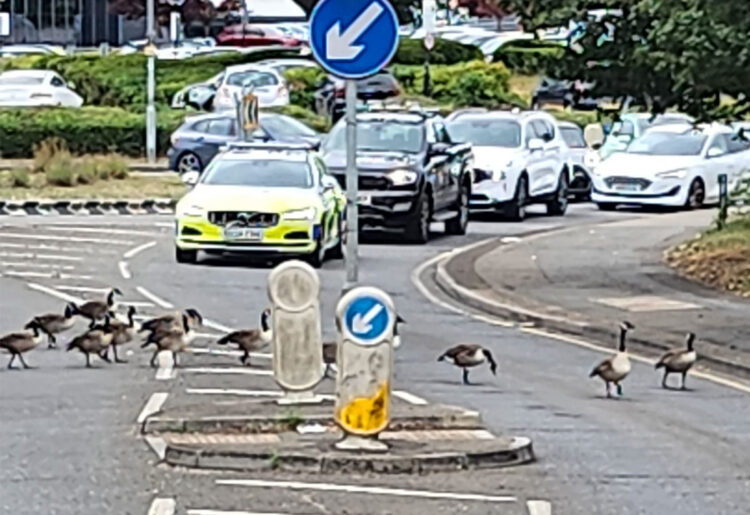 Police held traffic to protect the geese. Pic: Submitted.