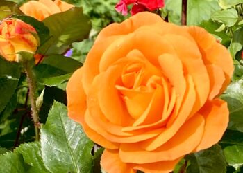 Enjoy roses, dahlias, chrysanthemums and an array of fruits and vegetables at Wokingham Horticultural Association's autumn show. PIcture: Emma Merchant