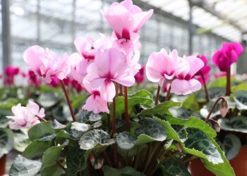 Squire's Garden Centre, Wokingham is holding a Cyclamen Festival at the store until Sunday, October 19. Picture: Squire's Garden Centre