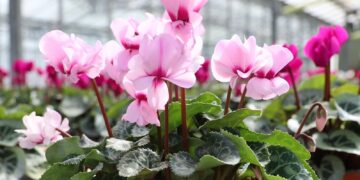 Squire's Garden Centre, Wokingham is holding a Cyclamen Festival at the store until Sunday, October 19. Picture: Squire's Garden Centre