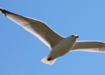 Wokingham Writers present Tania Christie?s ?The Flight?. Picture: jLas Wilson via Pixabay