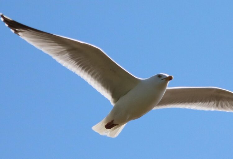 Wokingham Writers present Tania Christie?s ?The Flight?. Picture: jLas Wilson via Pixabay