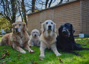 Sandra's dogs. Pic: Guide Dogs.