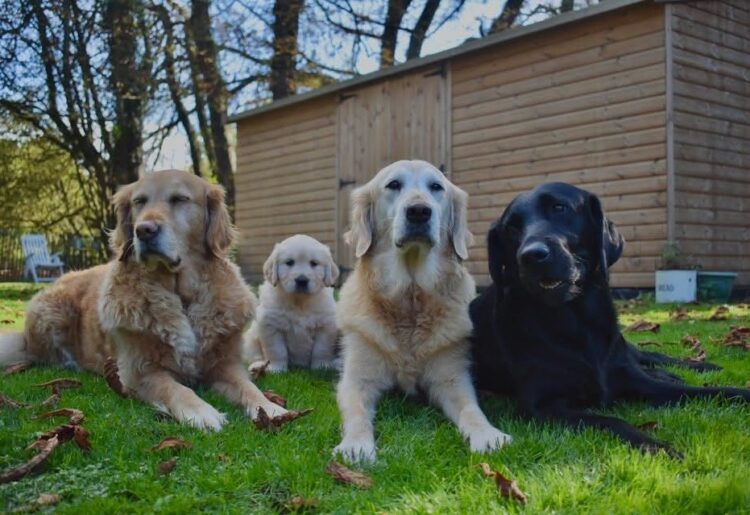Sandra's dogs. Pic: Guide Dogs.