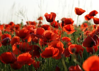 An event in Memorial Park, Finchampstead, will honour fallen heroes on November 9. Picture: Vijakob via Pixabay