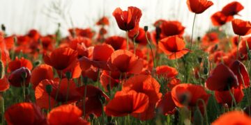 An event in Memorial Park, Finchampstead, will honour fallen heroes on November 9. Picture: Vijakob via Pixabay