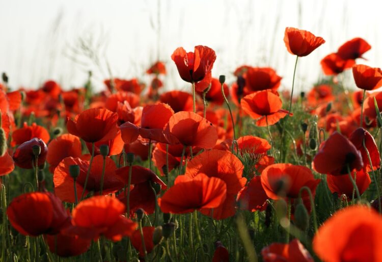 An event in Memorial Park, Finchampstead, will honour fallen heroes on November 9. Picture: Vijakob via Pixabay