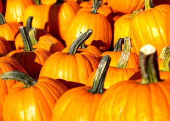 There's pumpkin fun for families at borough parks this October half term. Picture: Deborah Jackson via Pixabay