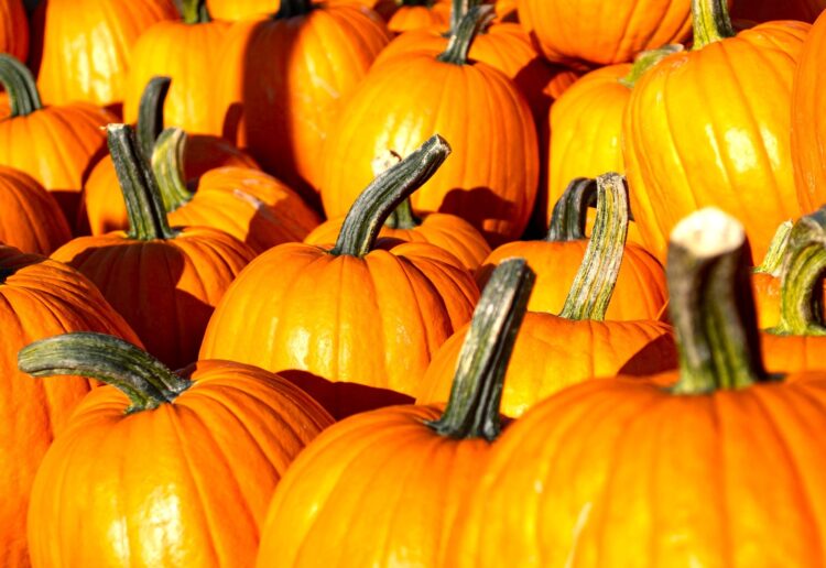 There's pumpkin fun for families at borough parks this October half term. Picture: Deborah Jackson via Pixabay
