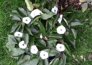 White poppies, a symbol of peace, on display at a pacifist remembrance event in Wokingham