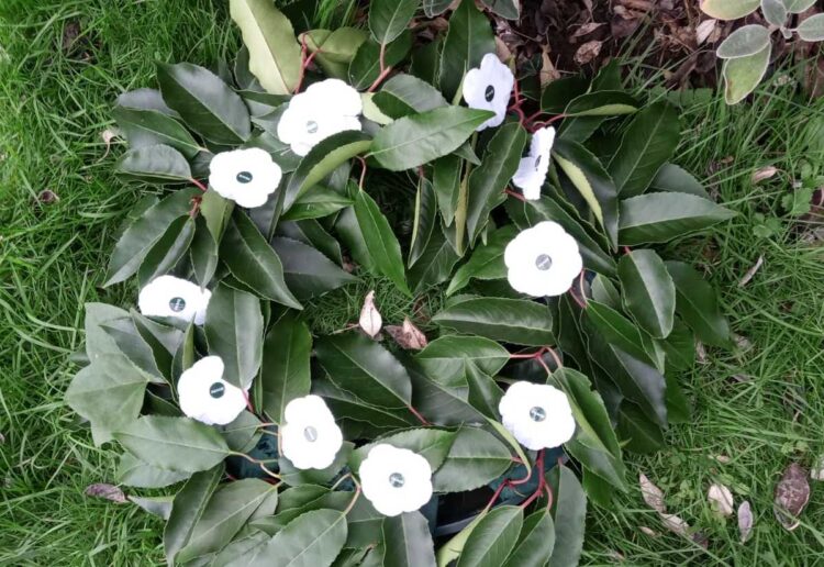White poppies, a symbol of peace, on display at a pacifist remembrance event in Wokingham