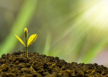 Find out more about WBC's Climate Emergency Action Plan, by visiting the council's website. Picture: Eco Pramono via Pixabay