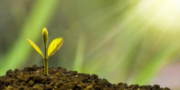 Find out more about WBC's Climate Emergency Action Plan, by visiting the council's website. Picture: Eco Pramono via Pixabay