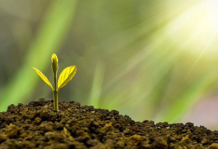 Find out more about WBC's Climate Emergency Action Plan, by visiting the council's website. Picture: Eco Pramono via Pixabay