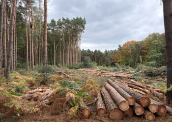Residents of The Evergreen don't feel that Bracknell Forest Council has listened to their concerns about the felling of trees to make way for Beaufort Park homes. Picture: Evergreens resident