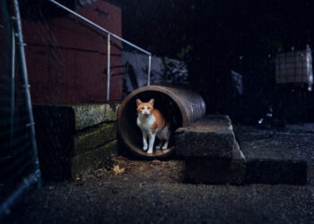 cats.org.uk/help-and-advice/home-and-environment.