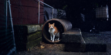 cats.org.uk/help-and-advice/home-and-environment.