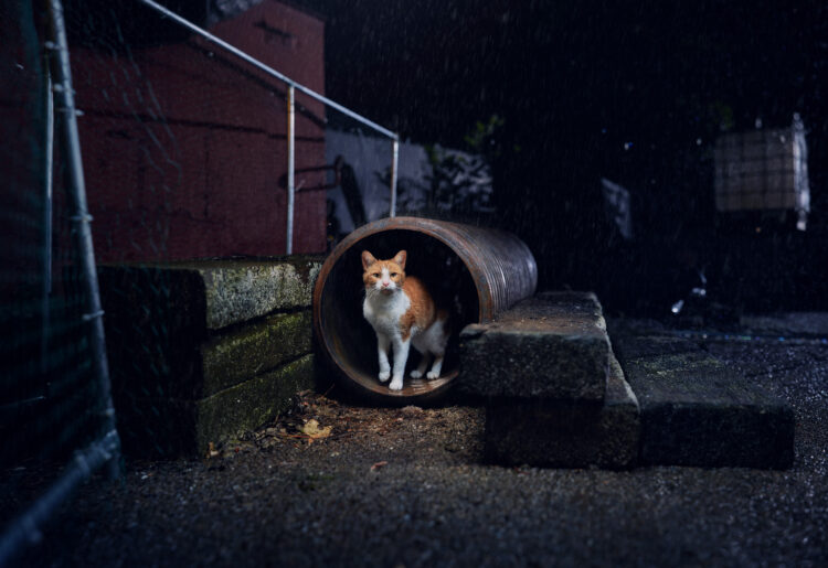 cats.org.uk/help-and-advice/home-and-environment.