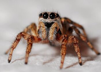 Spider Picture: Pixabay