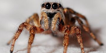 Spider Picture: Pixabay