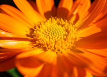 Members of The Inner Wheel Club of Reading Maiden Erlegh are bringing the colour of hope to Reading and Woodley this month. Picture: experimentMR