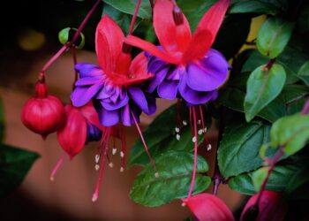 California Gardening Club kicks off the new year with tips on how to generate plants for free. Picture: LInda Biggs via Pixabay