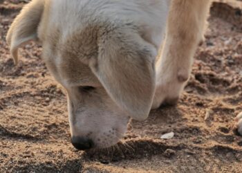 Dog Picture: Pixabay