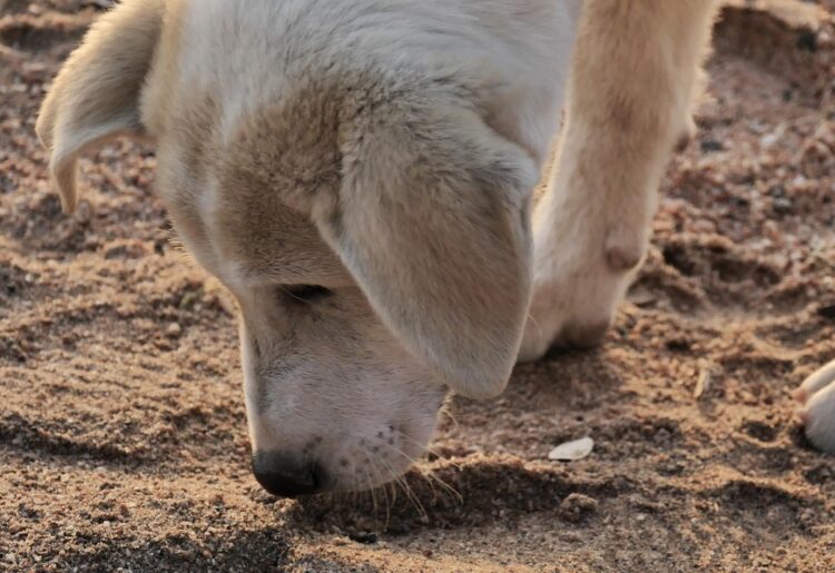 Dog Picture: Pixabay