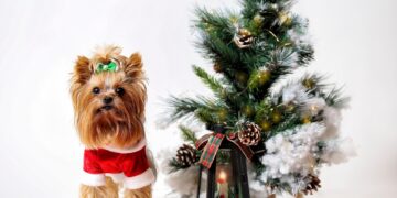It's tempting to give dogs treats at Christmas, but many are toxic. Picture: Razvan via Pixabay