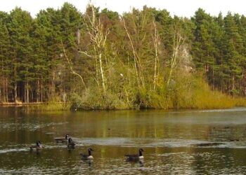 Work to maintain Heathlake on Nine Mile Ride will continue until August 2026. Picture: Diane Sambrook via Wikimedia Commons