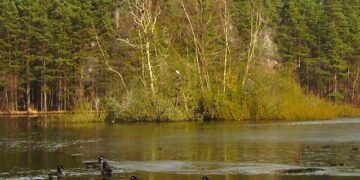 Work to maintain Heathlake on Nine Mile Ride will continue until August 2026. Picture: Diane Sambrook via Wikimedia Commons