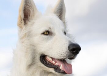 A NEW Wokingham veterinary dental practice for cats and dogs is opening in January. Picture: Kris Dhondt via PIxabay