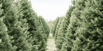 If you have a real Christmas tree, here?s how to recycle it in Wokingham borough.