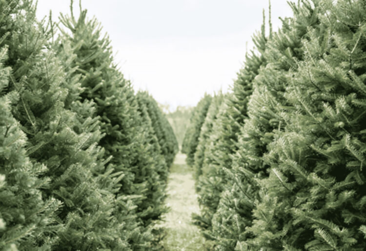 If you have a real Christmas tree, here?s how to recycle it in Wokingham borough.