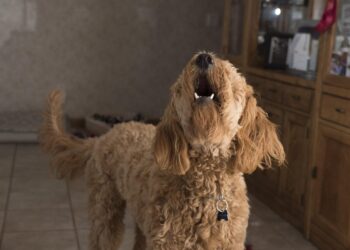 Dog barking Picture: Pixabay,.danhancoo