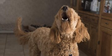 Dog barking Picture: Pixabay,.danhancoo