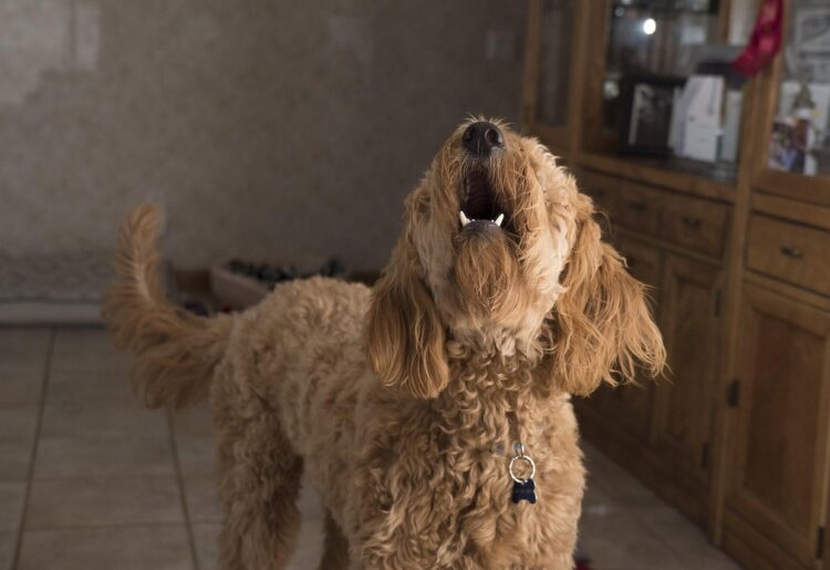 Dog barking Picture: Pixabay,.danhancoo