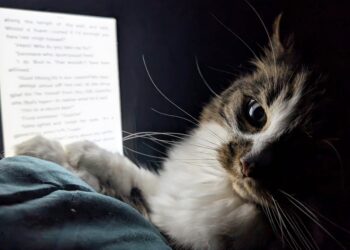 Grizabella in her new home 'reading'. PIcture: Sam Osborne