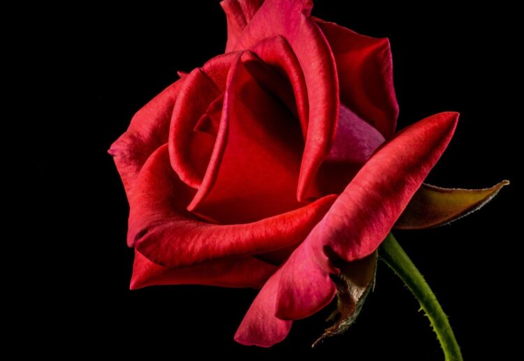 Citizens Advice West Berkshire urges people to beware of romance scammers. PIcture: Josch 13 via Pixabay