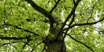 WDVTA celbrates the completion of its Veteran Tree Survey at its AGM in March. Picture: Emma Merchant