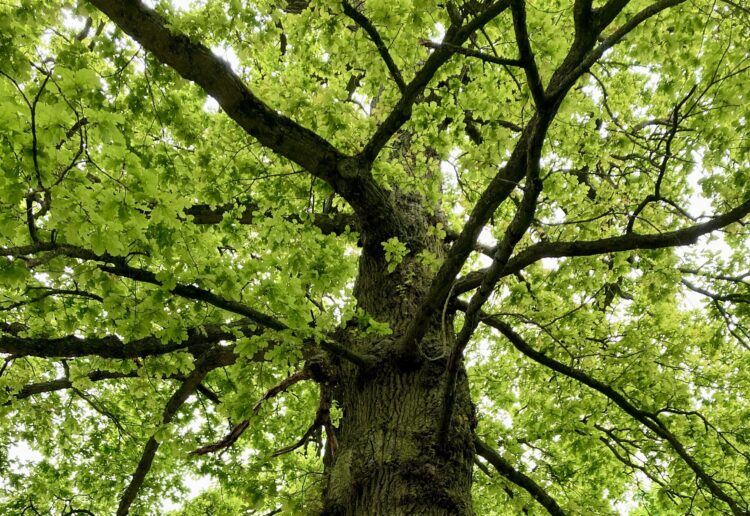 WDVTA celbrates the completion of its Veteran Tree Survey at its AGM in March. Picture: Emma Merchant