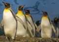 A talk in Wokingham will look at the ways in which penguins capture our attention. Picture: Marcel Langthim via Pixabay